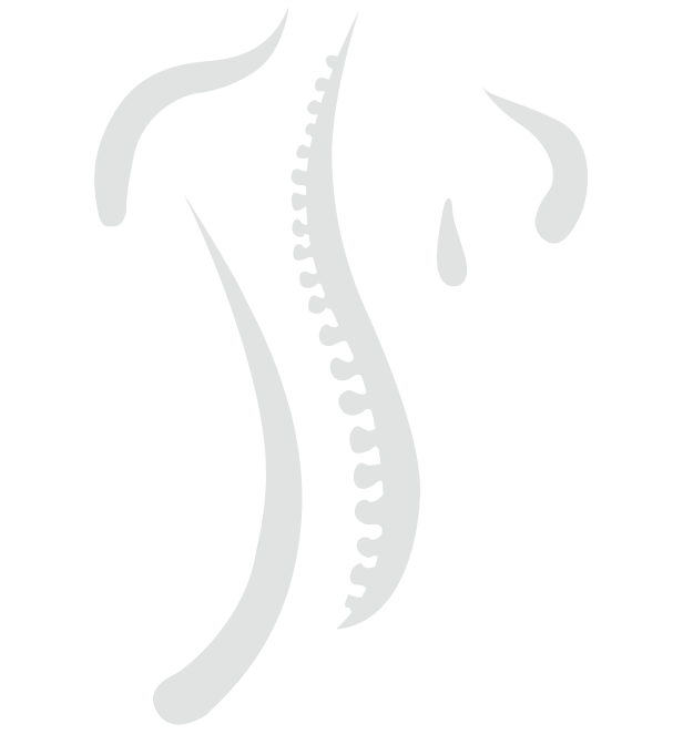 Illustration of the human spine